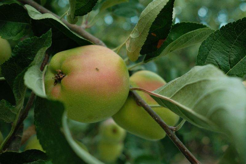 Greenbough Orchard Services