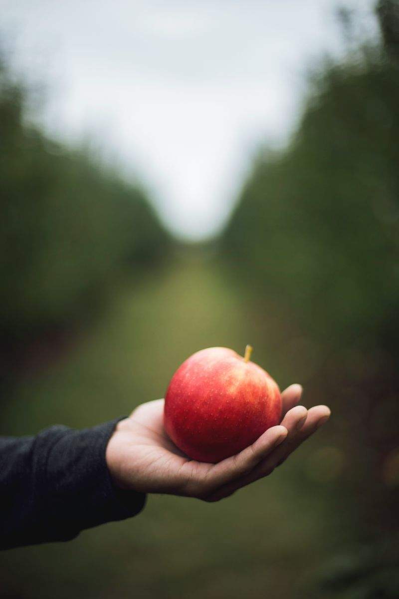 Why Soil Health Matters in Every Orchard Season