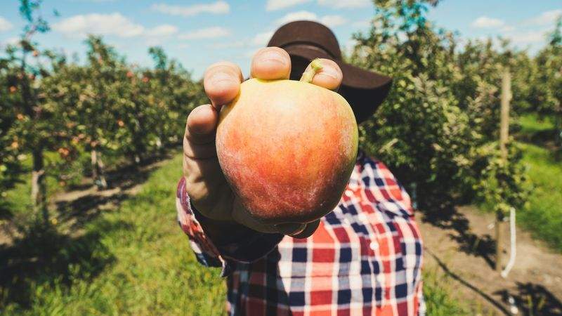 Seasonal Harvest Planning for a Mixed Fruit Orchard