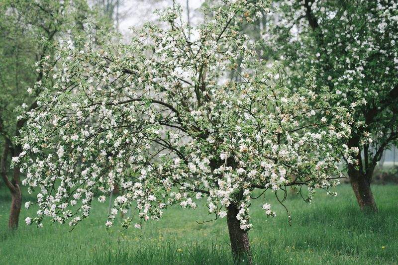 Greenbough Orchard Services 12
