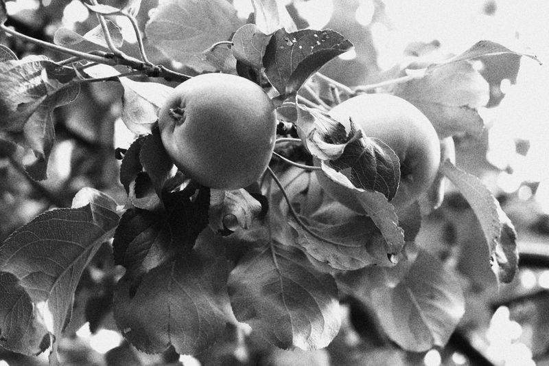 Greenbough Orchard Services 13