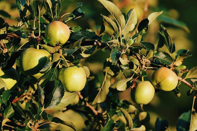 Greenbough Orchard Services 14
