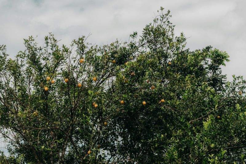 Greenbough Orchard Services 5