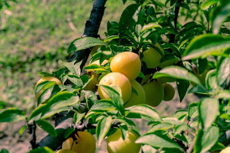 Greenbough Orchard Services 8