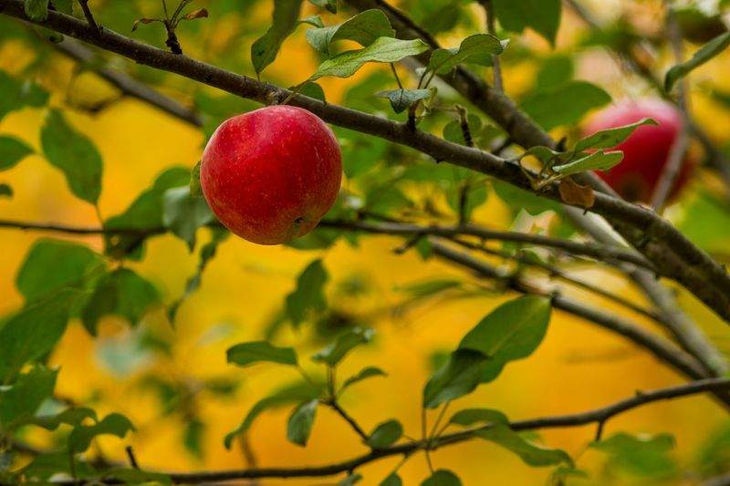 Greenbough Orchard Services 9