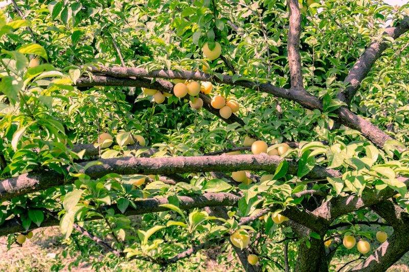 Orchard pruning and canopy management