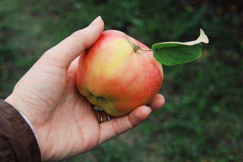 Tree planting and orchard establishment