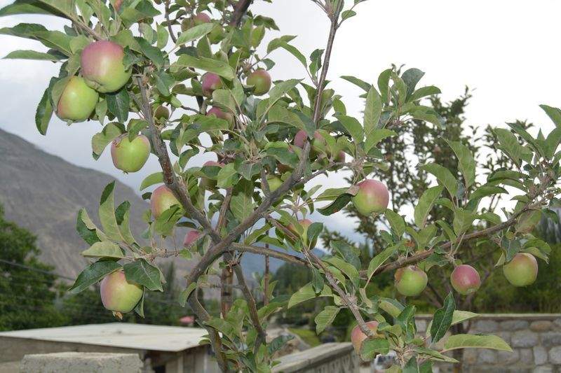 Seasonal fruit thinning