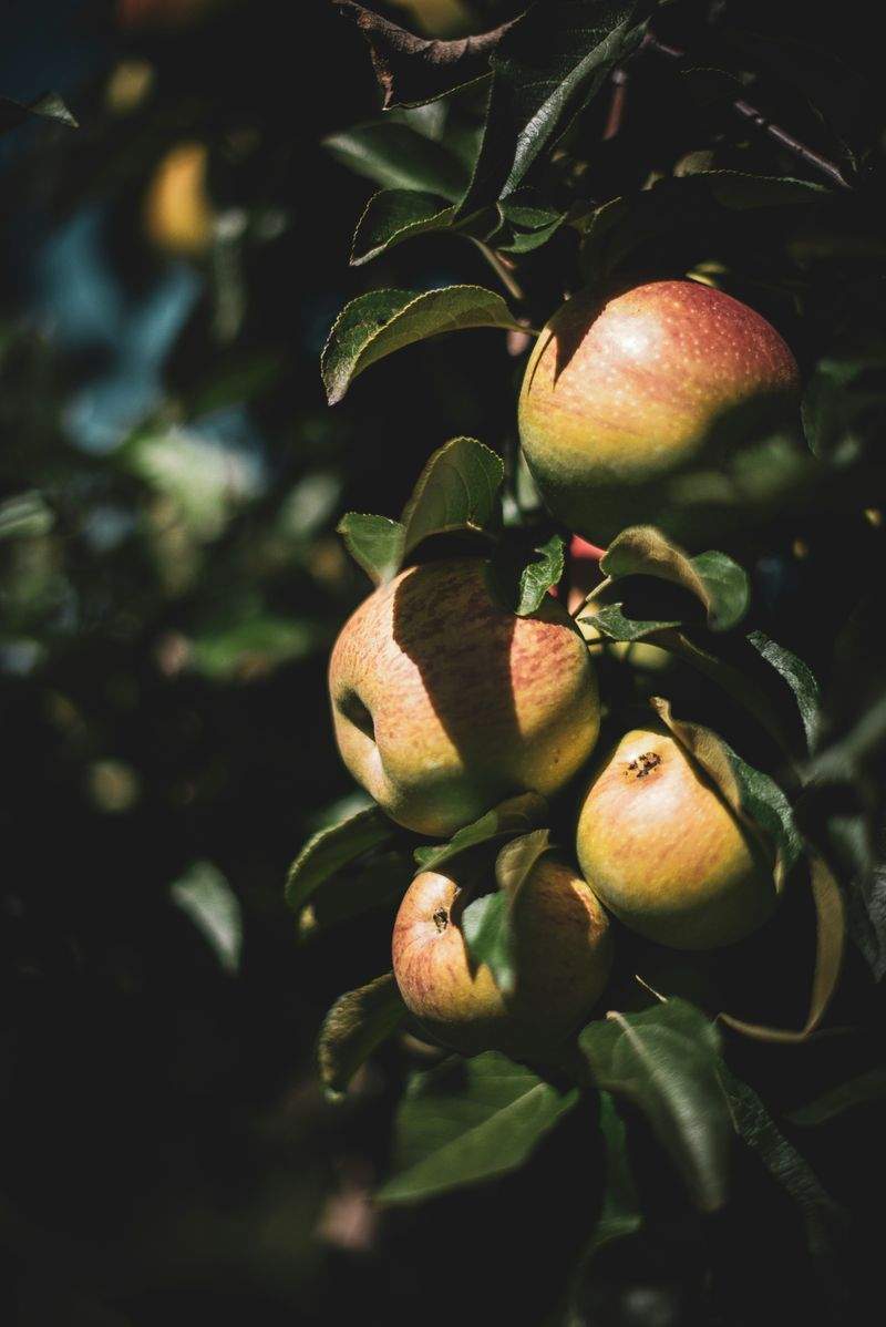 Soil health assessment and fertilisation guidance